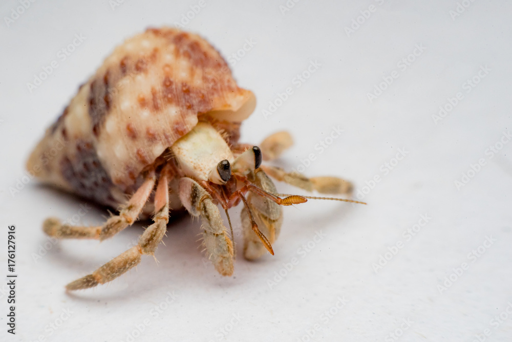 Land hermit crabs, Coenobita, hermit crabs