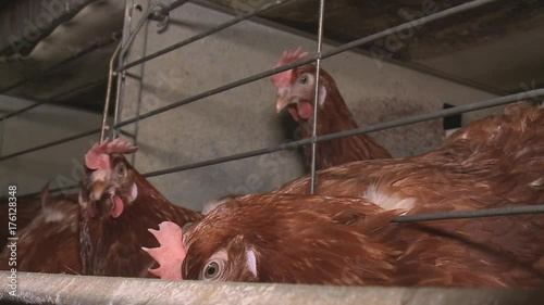 Chicken eggs and chickens eating food in farm Chicken eggs eating food in farm with eggs in tray. photo