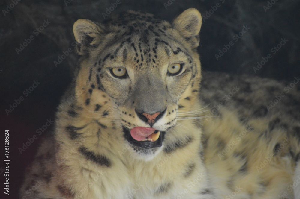 Snow leopard Snow leopard