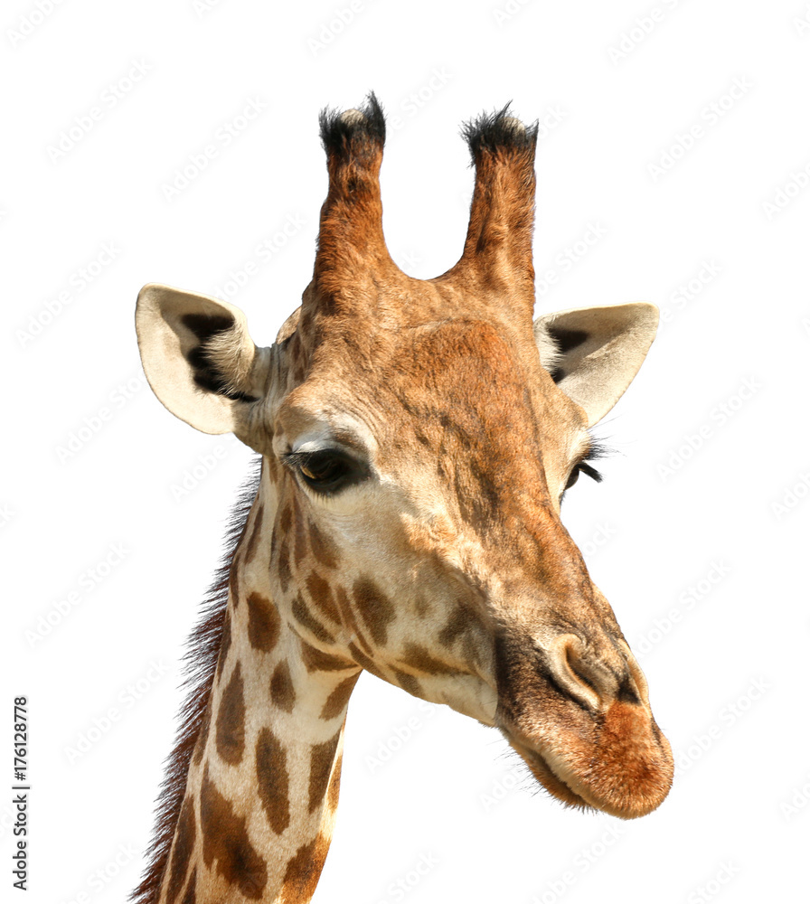 Fototapeta premium Portret śliczna żyrafa na białym tle