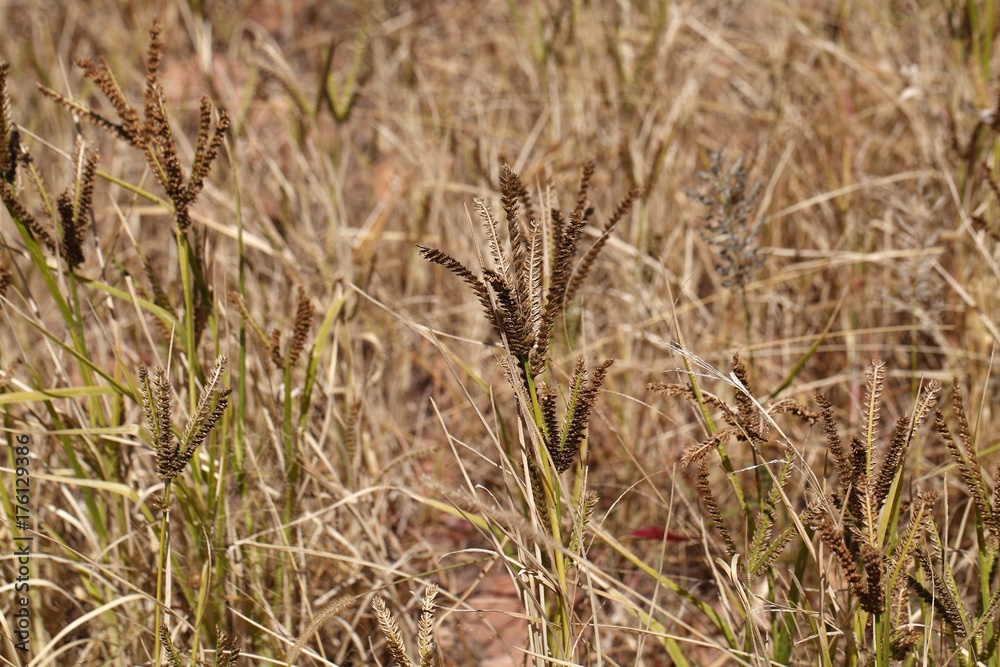 African finger millet (Eleusine coracana) African finger millet (Eleusine coracana)