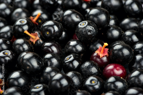 Berries of bird cherry © andregric