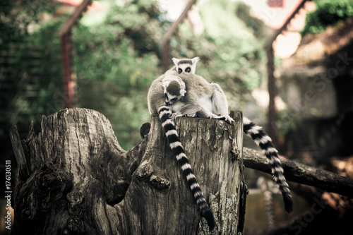 Lemurs portrait at the zoo in Rome #2