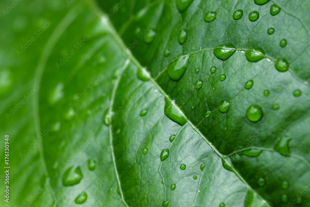 background texture green Leaf and water drop soft focus background texture green Leaf and water drop soft focus