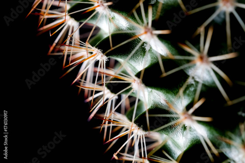 Texture of Cactus plant close-up on black background . soft focus