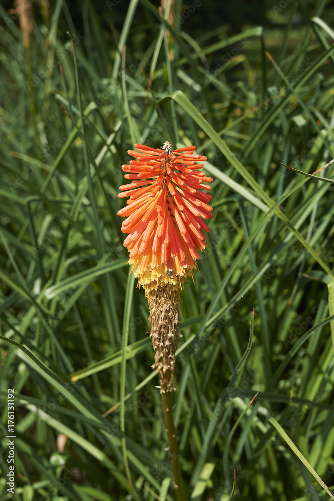 Kniphofia Kniphofia