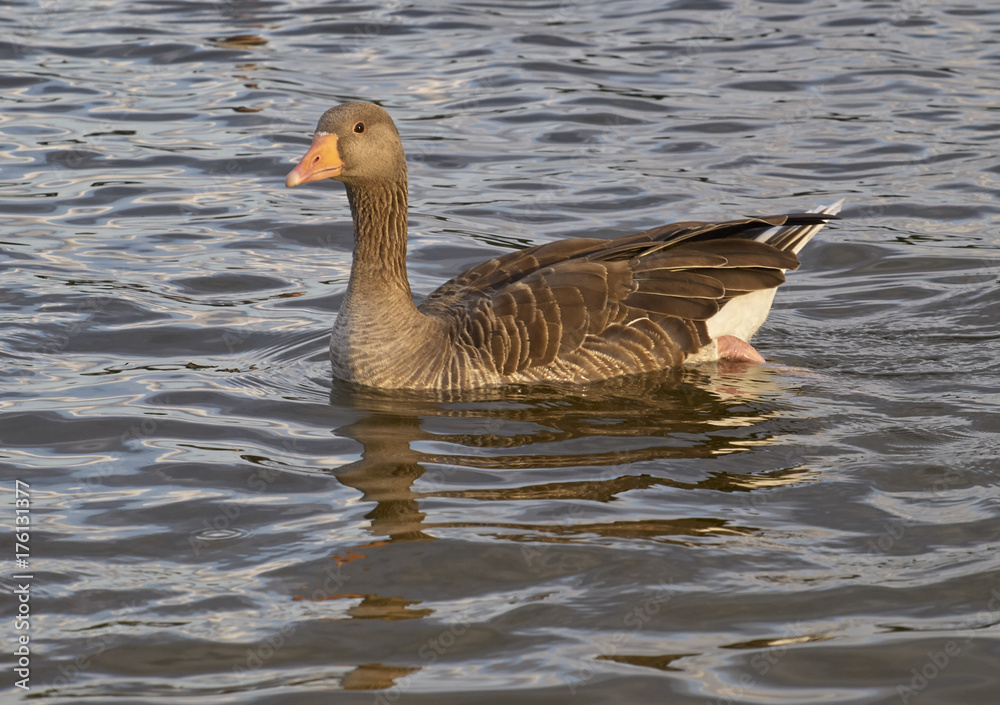 Goose In Pond Goose In Pond