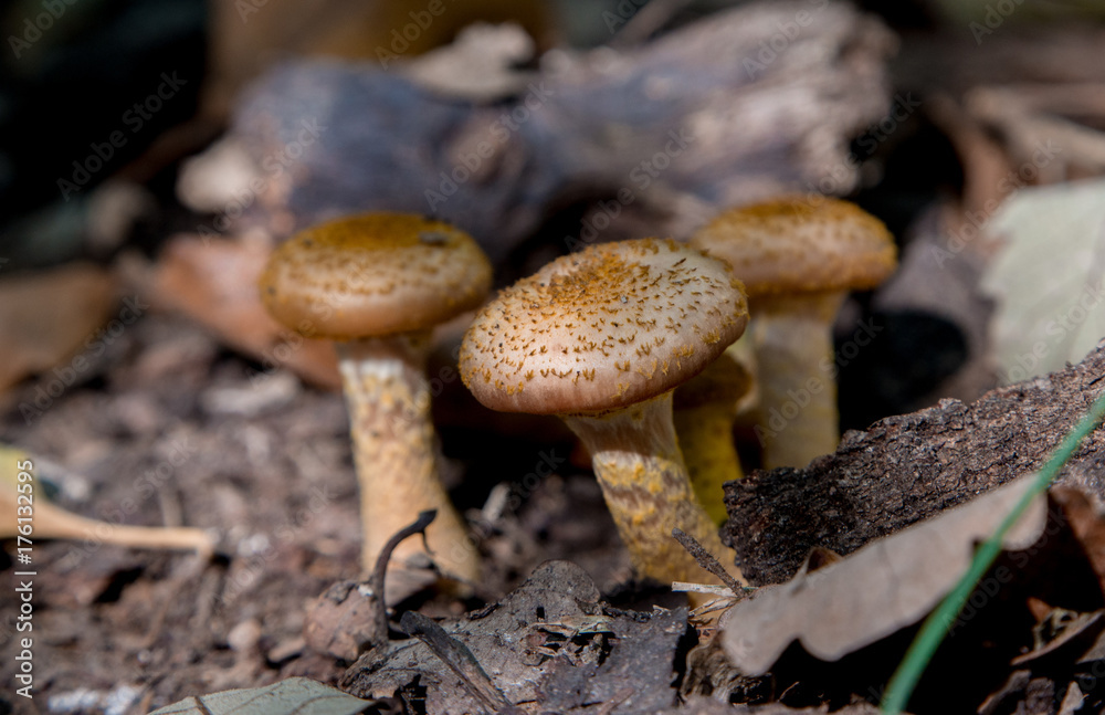 Mushroom in the forest Mushroom in the forest