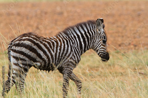 Zebra in Serengeti National park - Tanzania