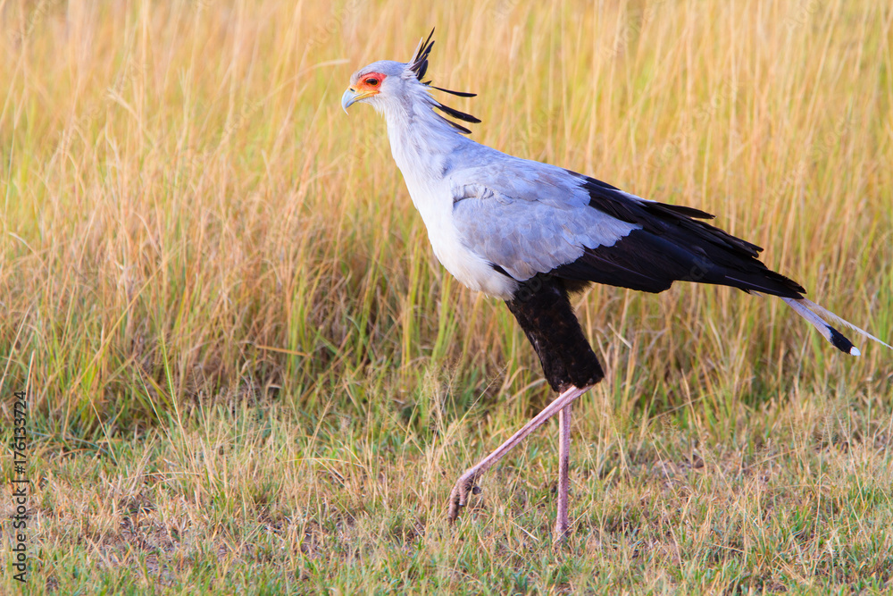 Secretary Bird - Serengeti National park - Tanzania