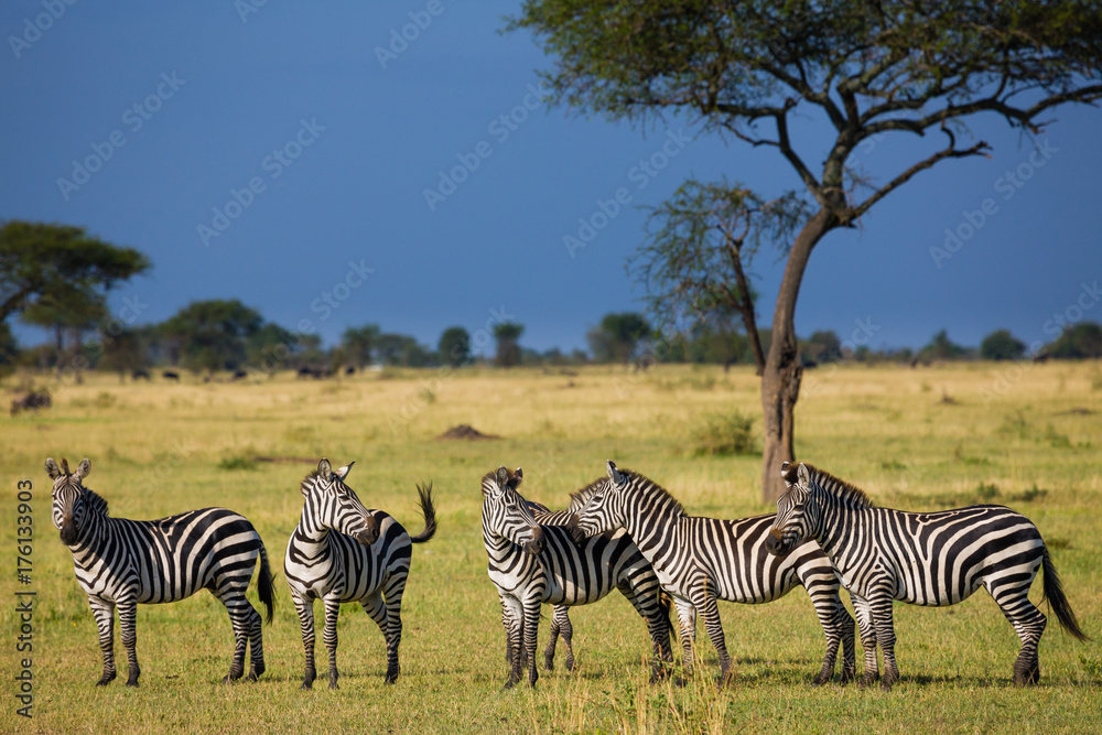 Fototapeta premium Zebras in Serengeti National park - Tanzania