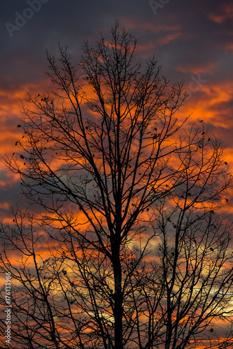 tree - burning sky © Daniel Rothenberger