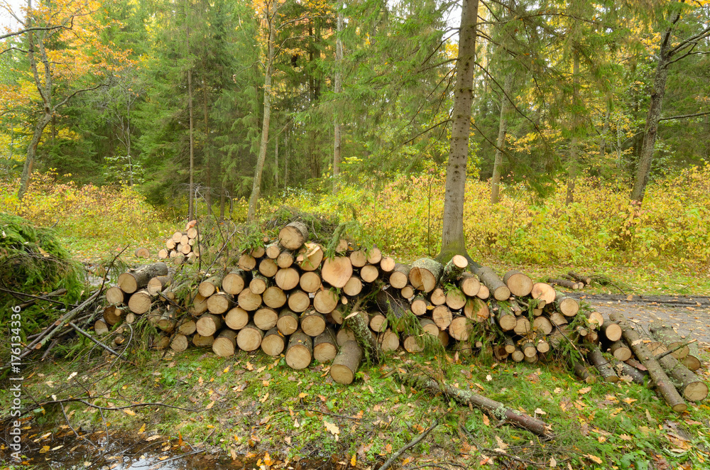 Cut trees in the forest.