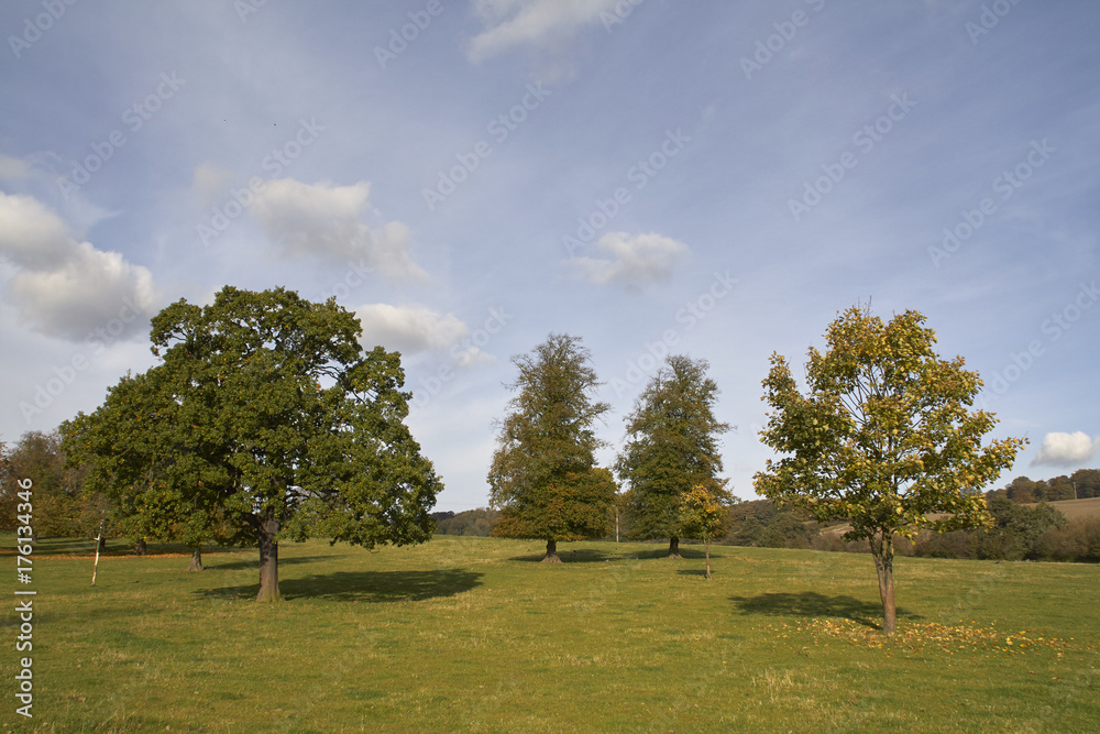 Trees in a Field