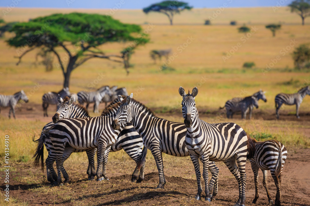 Fototapeta premium Zebras in Serengeti National park - Tanzania