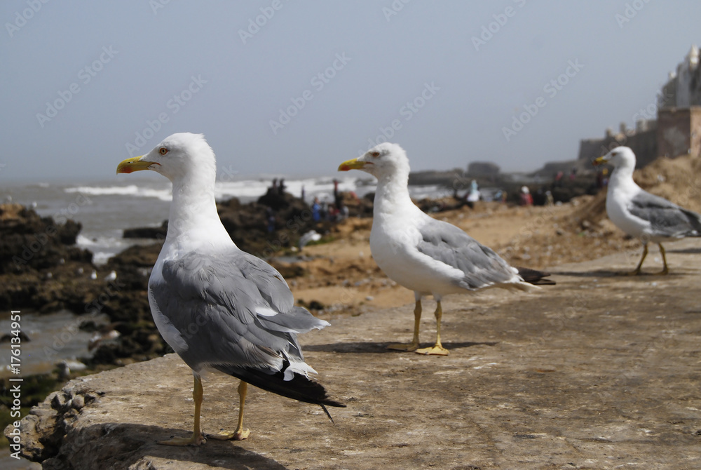 Group of seagulls on the cost Group of seagulls on the cost