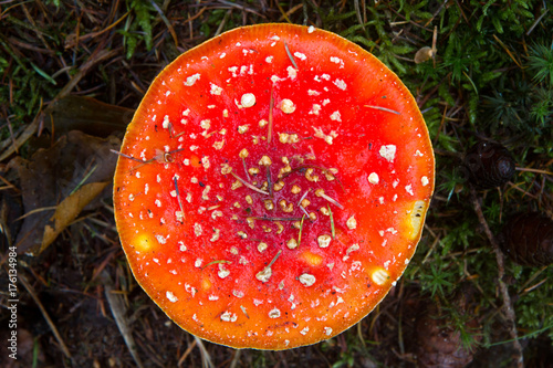 The white dotted red cap of a Fly agaric mushroom