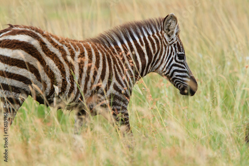 Zebras in Serengeti National park - Tanzania