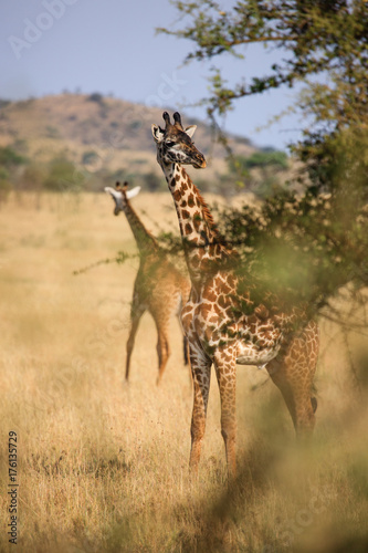 Giraffe in Serengeti National Park - Tanzania © Radek