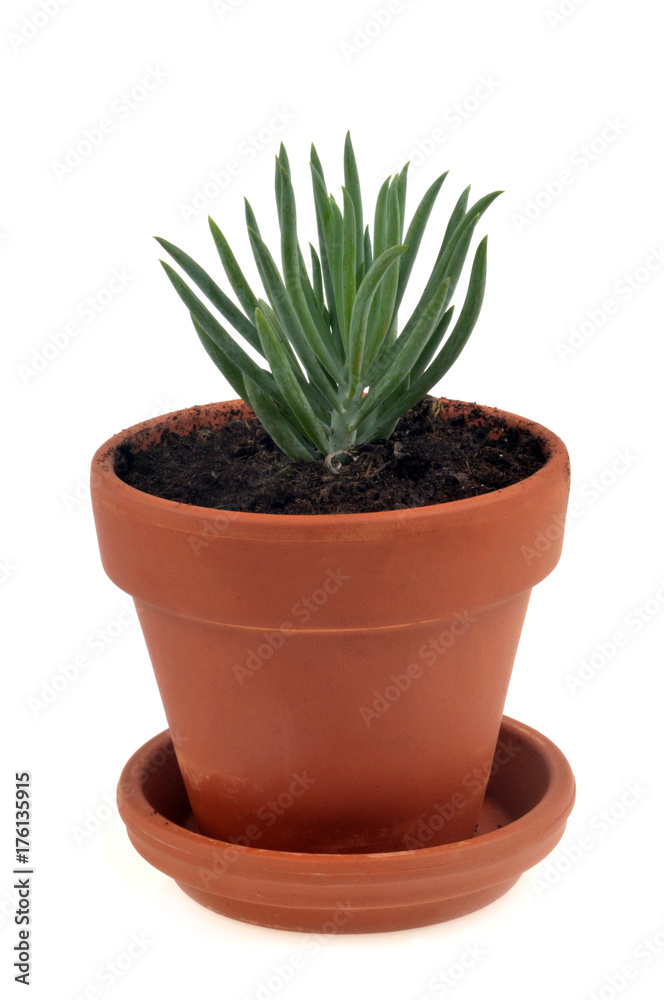 Bulbine frutescens en pot Bulbine frutescens en pot