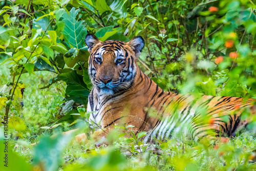 Fototapeta Naklejka Na Ścianę i Meble -  Tiger in the green indian jungle