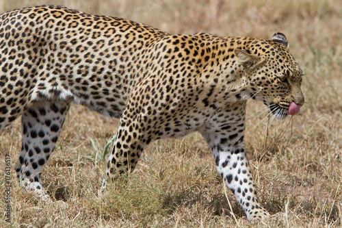  Walking Leopard in Serengeti National park - Tanzania