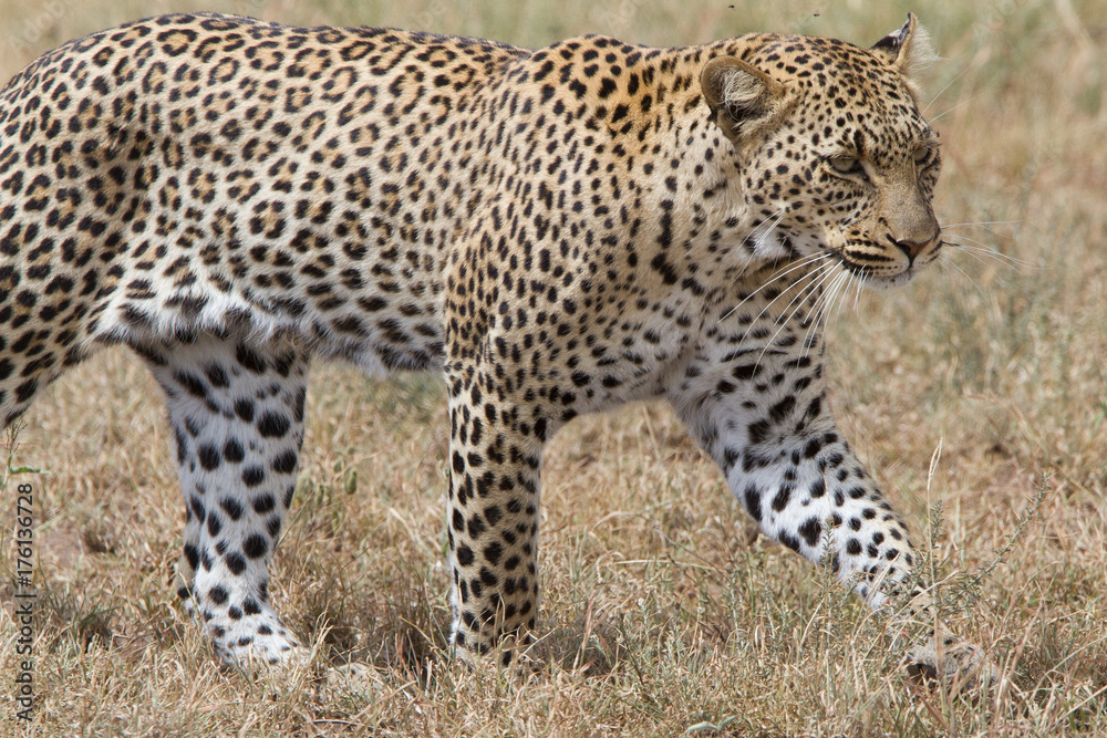 Walking Leopard in Serengeti National park - Tanzania Walking Leopard in Serengeti National park - Tanzania