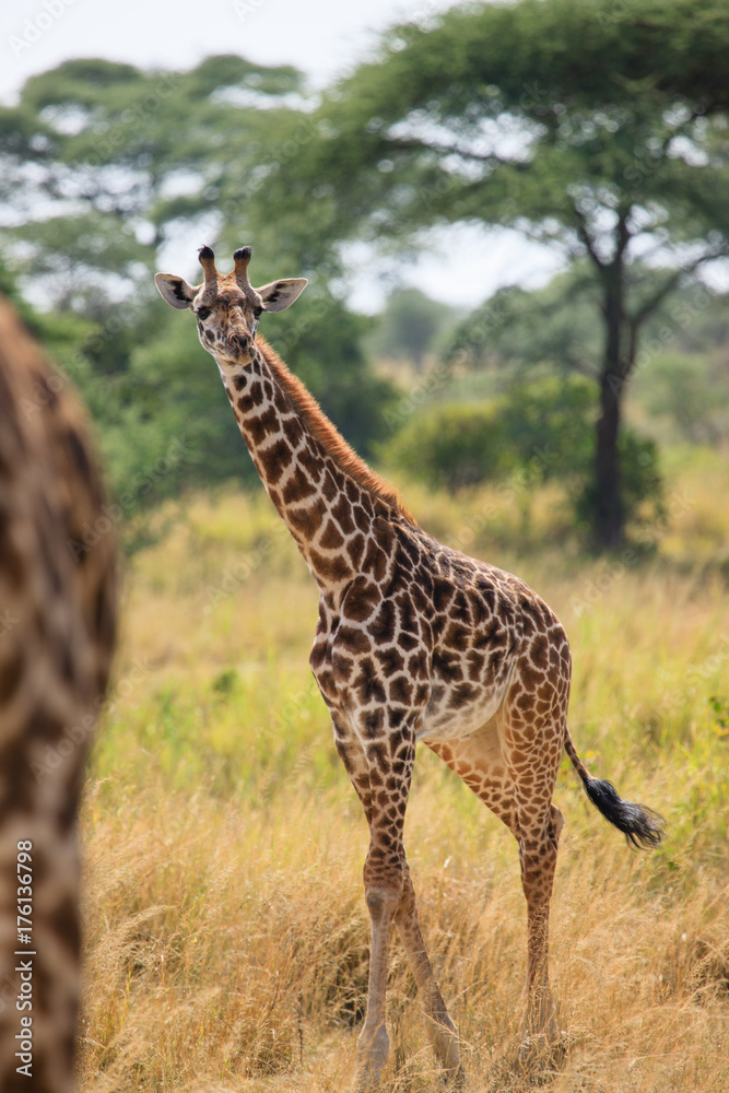 Giraffe in Serengeti National Park - Tanzania