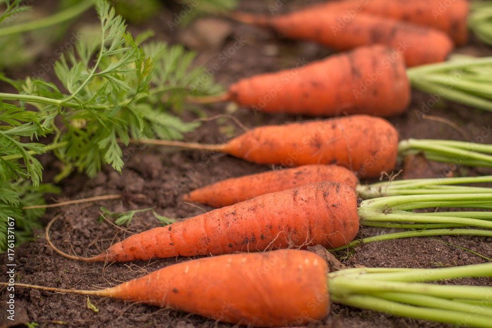 Harvest carrots in the garden closeup Harvest carrots in the garden closeup