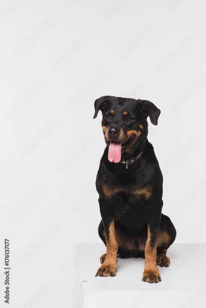Portrait of a Rottweiler on a white background in the studio. A dog sits on a white cube.
