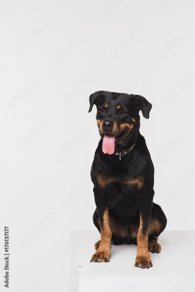 Portrait of a Rottweiler on a white background in the studio. A dog sits on a white cube. Portrait of a Rottweiler on a white background in the studio. A dog sits on a white cube.