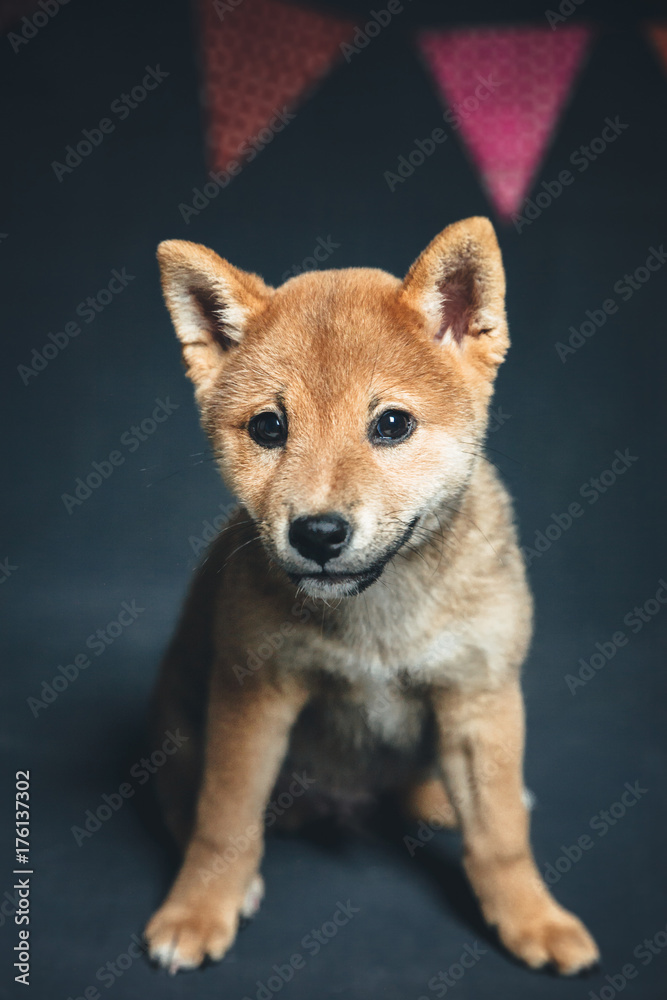 Adorable shiba inu puppy Adorable shiba inu puppy
