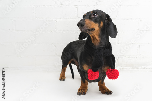 A dog  puppy  of the dachshund breed  black and tan  in a black scarf with red Christmas pom-pomson against a white brick wall background