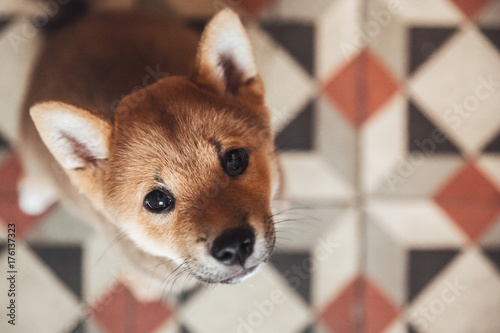 Portrait of a 3 month shiba ini puppy photo