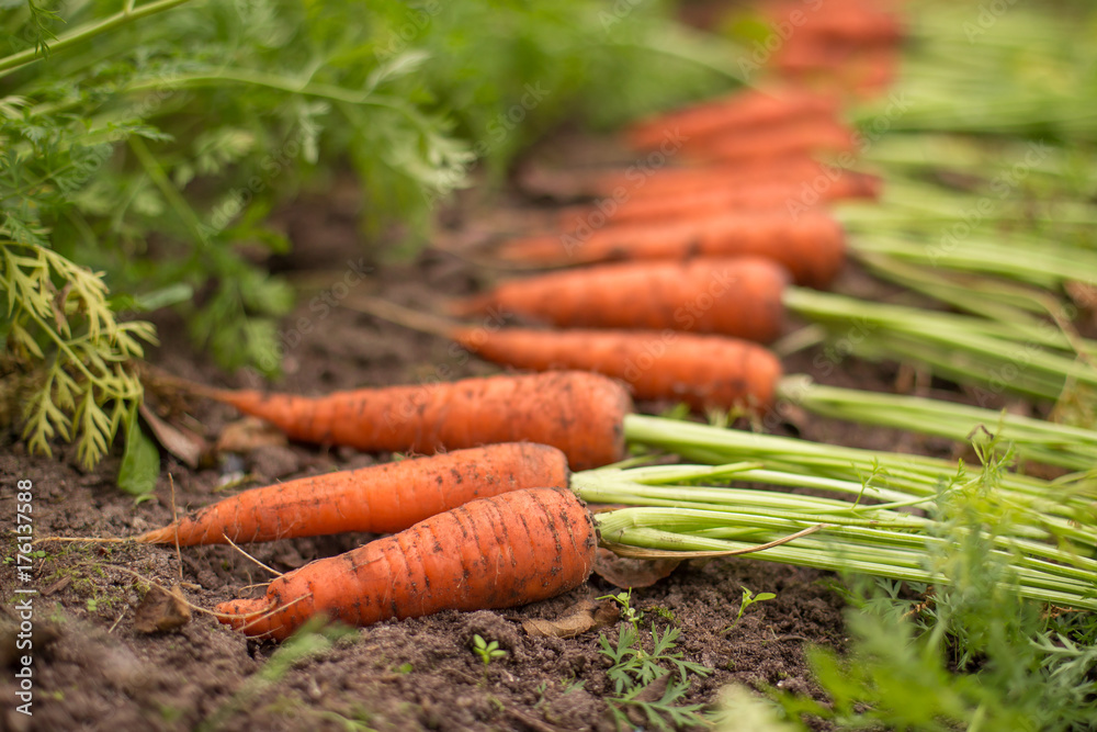 Harvest of fresh organic carrots outdoors Harvest of fresh organic carrots outdoors