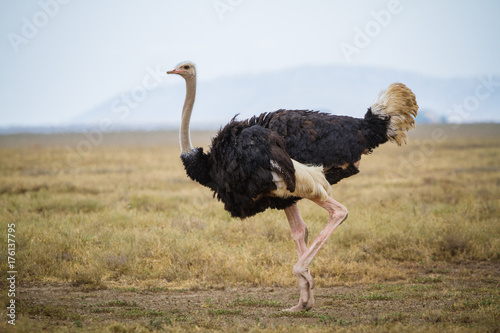 Running ostrich - Serengeti National park - Tanzania photo