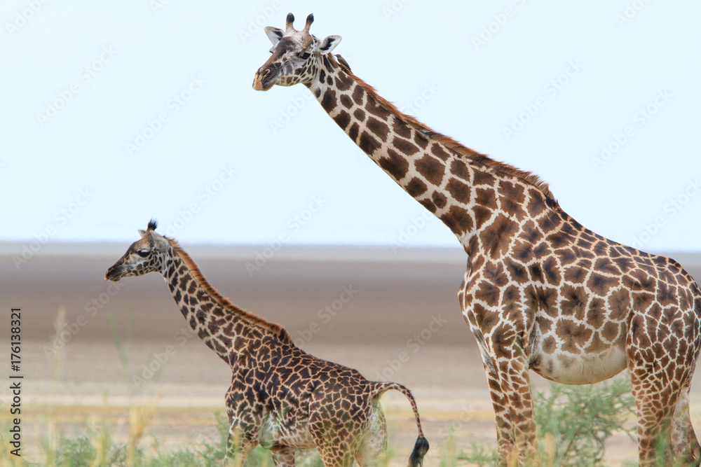 Obraz premium Giraffes in Lake Manyara National Park - Tanzania