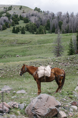 Horse with canvas and leather pack on trail photo