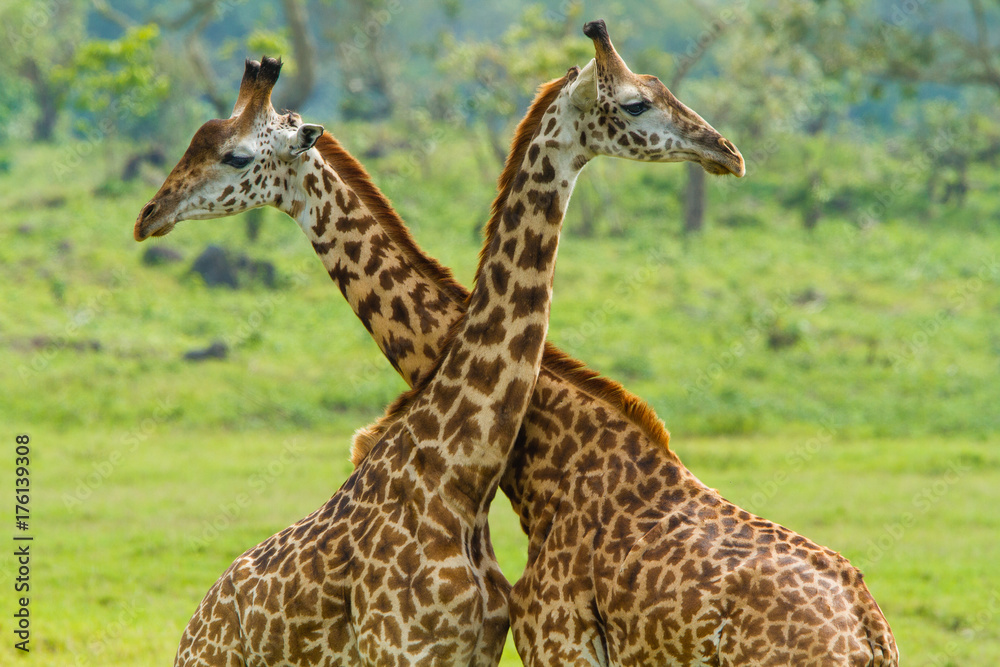 Giraffes in Arusha National Park - Tanzania Giraffes in Arusha National Park - Tanzania