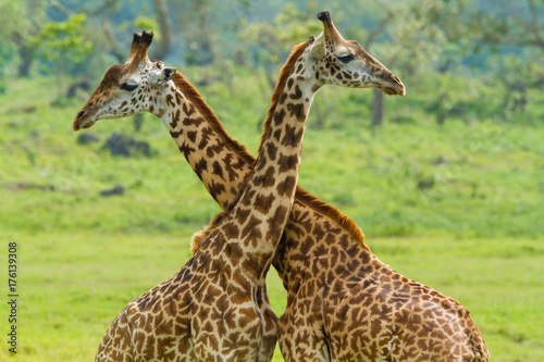 Giraffes in Arusha National Park - Tanzania