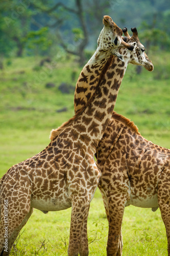 Giraffes in Arusha National Park - Tanzania