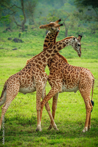 Giraffes in Arusha National Park - Tanzania