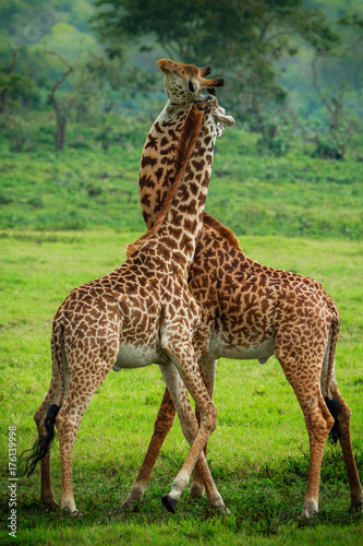Giraffes in Arusha National Park - Tanzania
