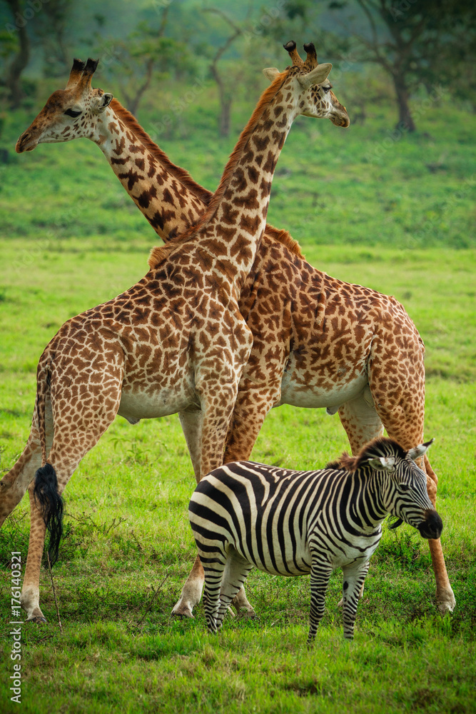 Obraz premium Giraffes in Arusha National Park - Tanzania