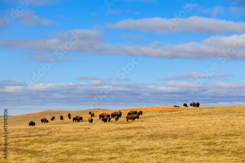A herd of buffalo grazes in Theodore Roosevelt National Park, North Dakota