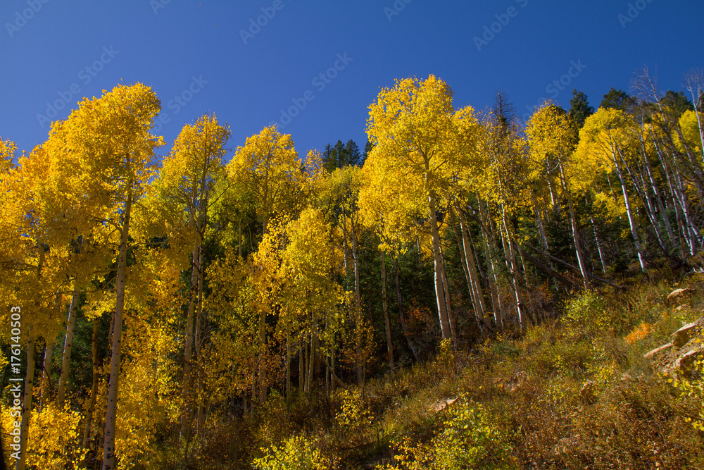 Incredible vibrant autumn foliage in Dixie National Forest Utah
