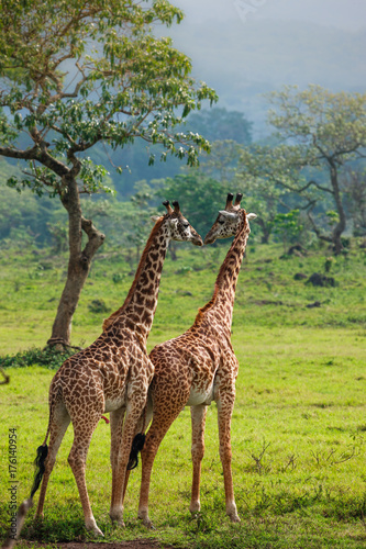 Photography Giraffes in Arusha National Park - Tanzania