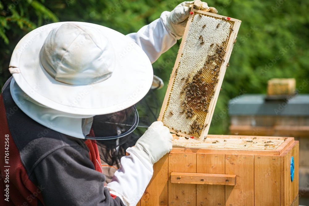 Fototapeta premium Beekeeping