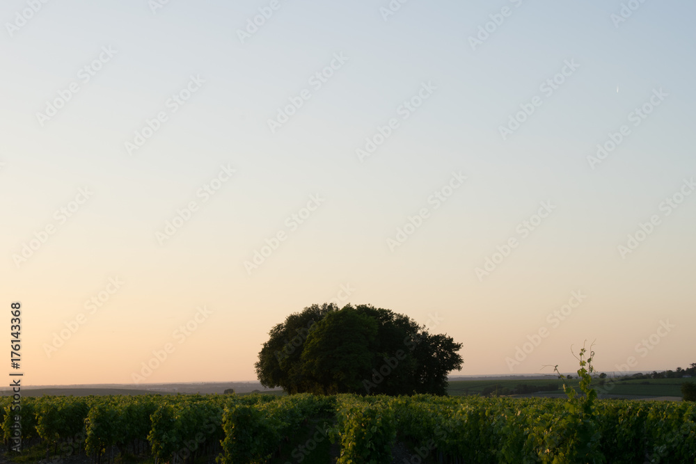 Sunset with trees, in rural 