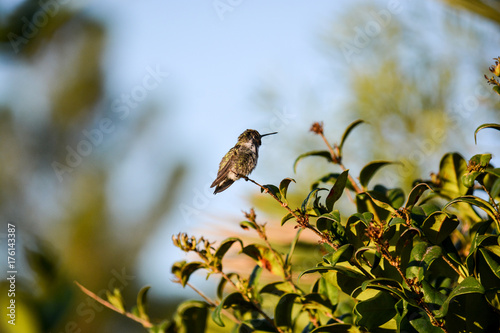 Colibri, Kolibri (Trochilidae) photo